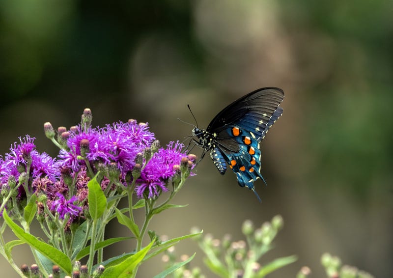 Stock image of a butterfly on a plant