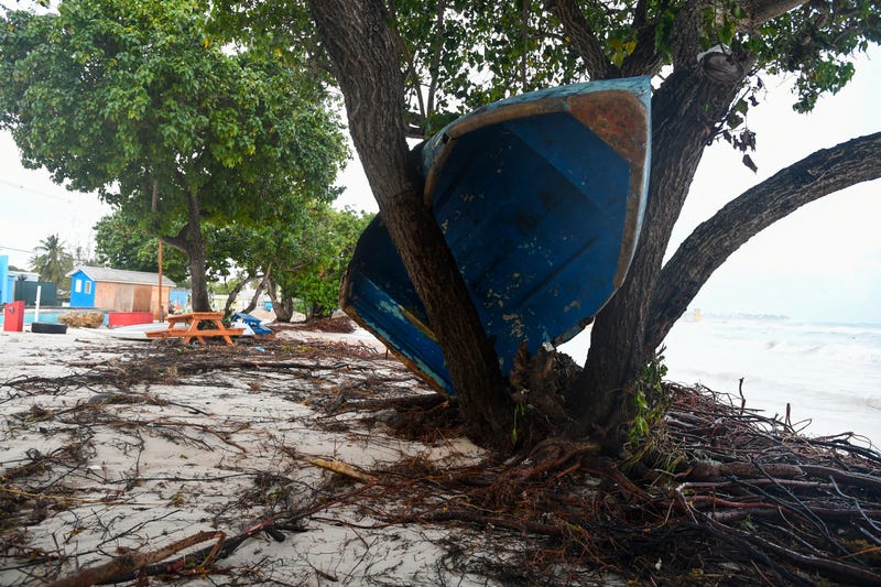 boat in a tree