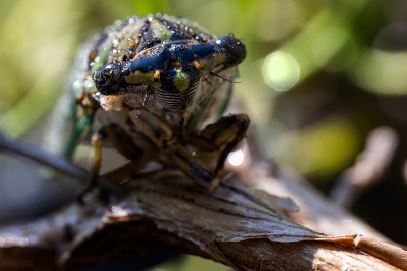 Cicada