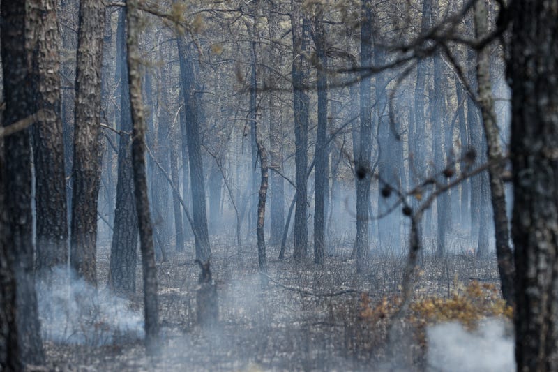 A scorched area of Wharton State Forest is seen on July 5, 2024