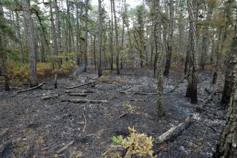 A wildfire burning in New Jersey's Wharton State Forest began on July 5, 2024.