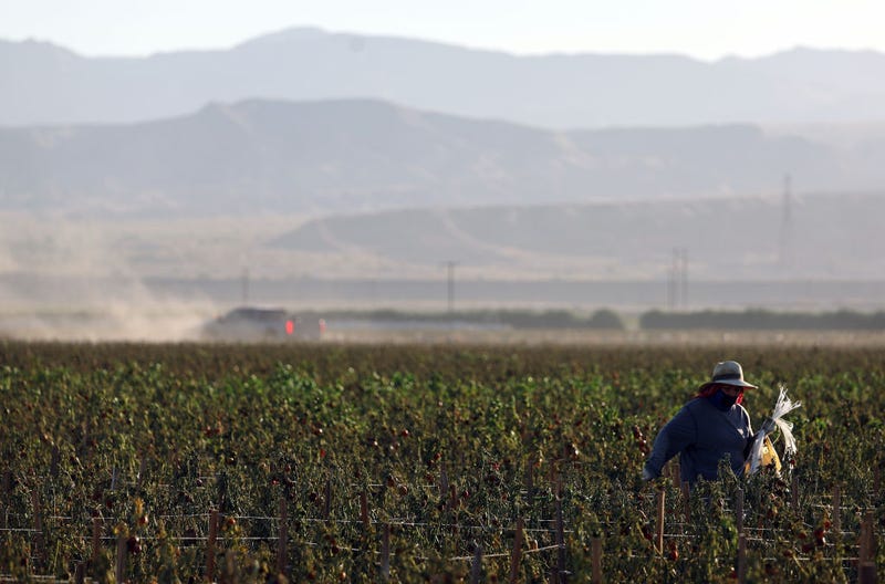 A farmworker wears protective clothing while working in a field in the morning heat on July 3, 2024 near Coachella, California. 