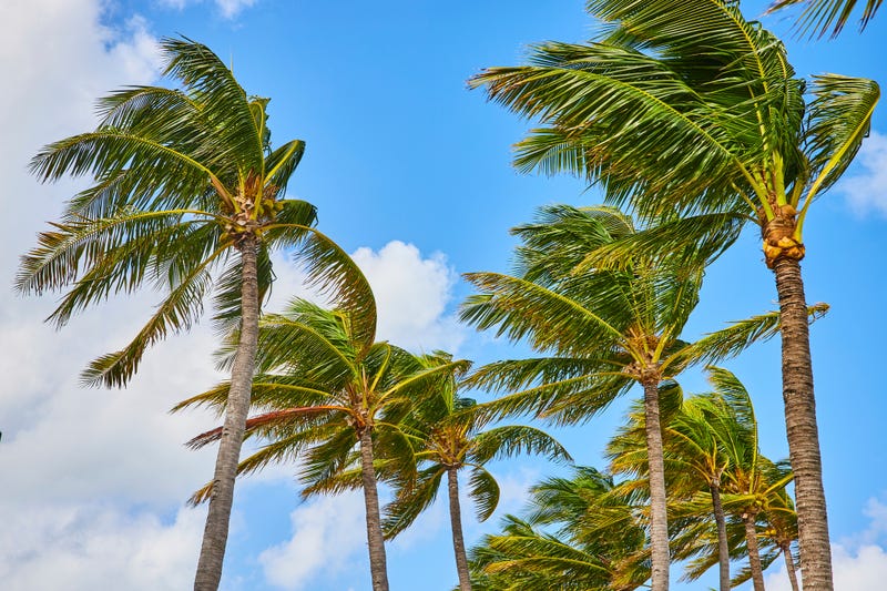 Windy trees