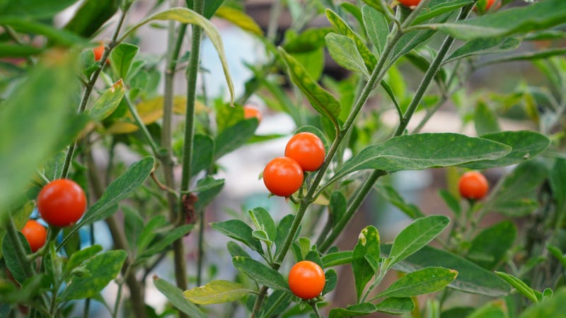 Jerusalem cherries