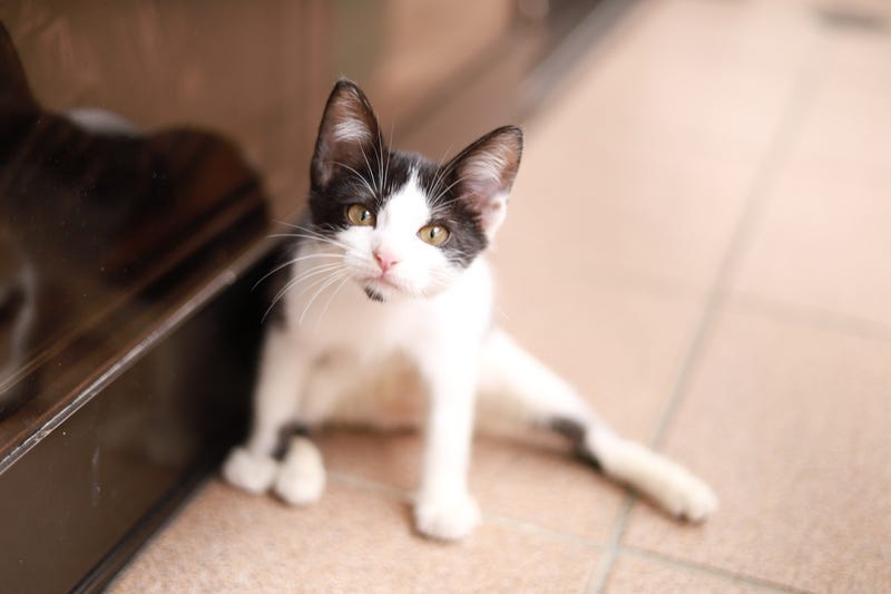 Bird flu in cats has been confirmed elsewhere in the U.S