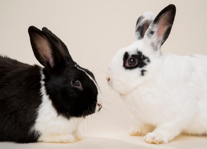Portrait Of black and white Rabbits Against White Background