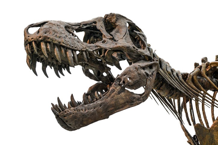 Close-Up Of tyrannosaurus rex Skull 