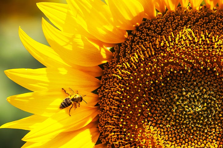National Sunflower Day in CT!