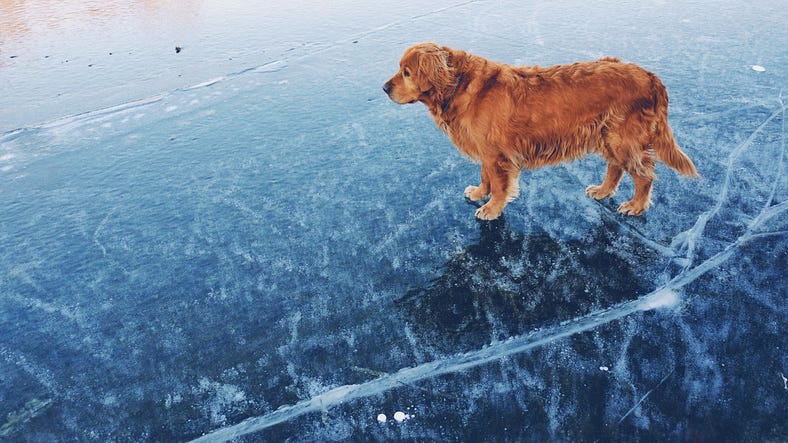Dog on frozen lake