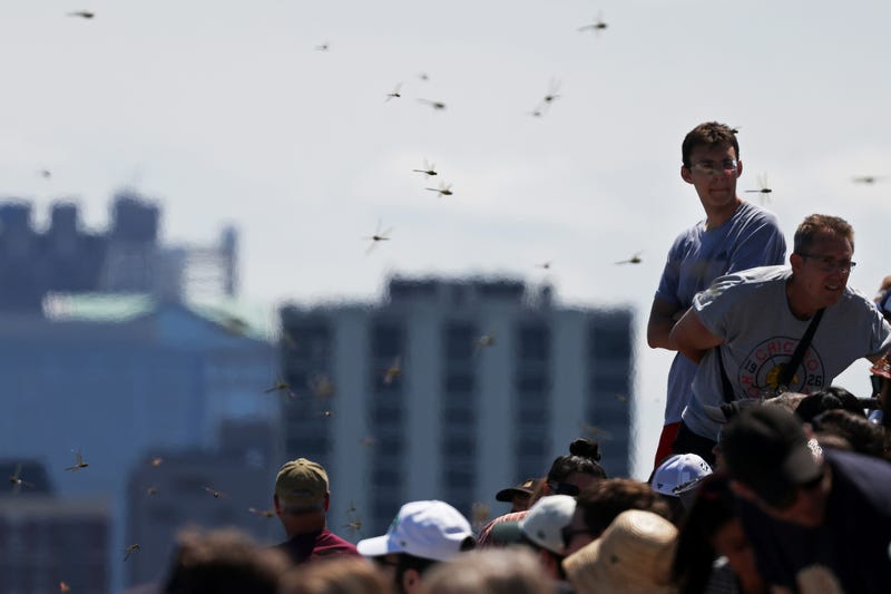 Dragonflies hover as people watch the Chicago Air and Water Show from the 2300 block of the Lakefront Trail on Aug. 10, 2024, in Chicago.