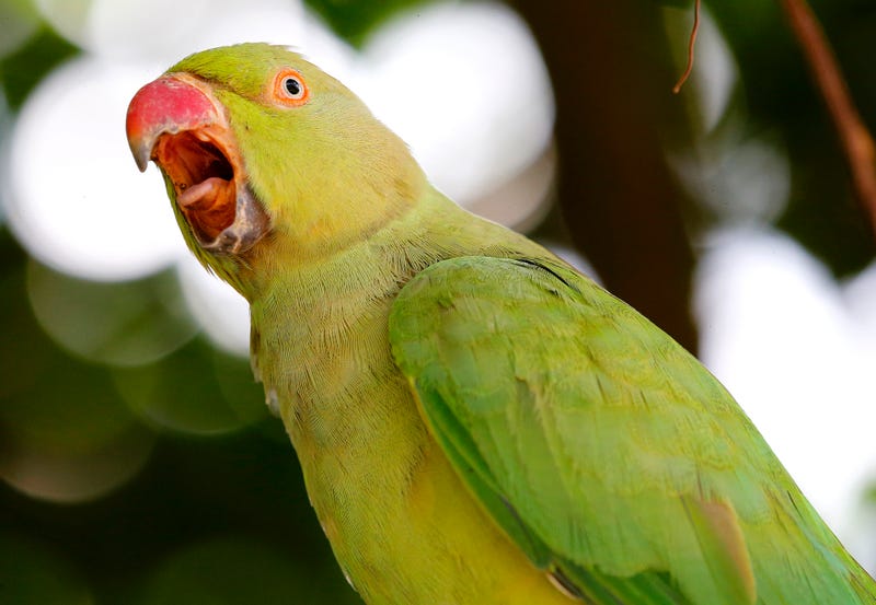 parrot