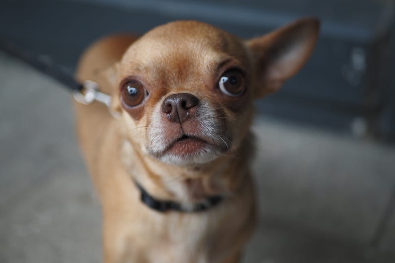 Expressive dog