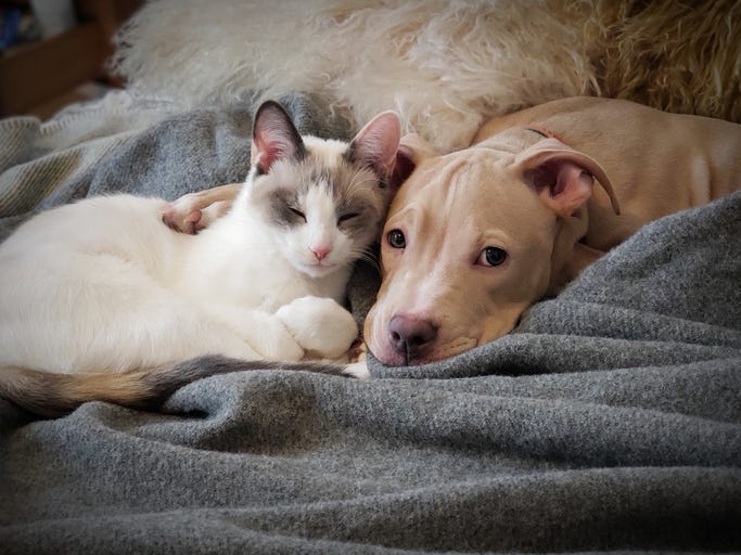 Puppy And Kitten Cuddling on a blanket