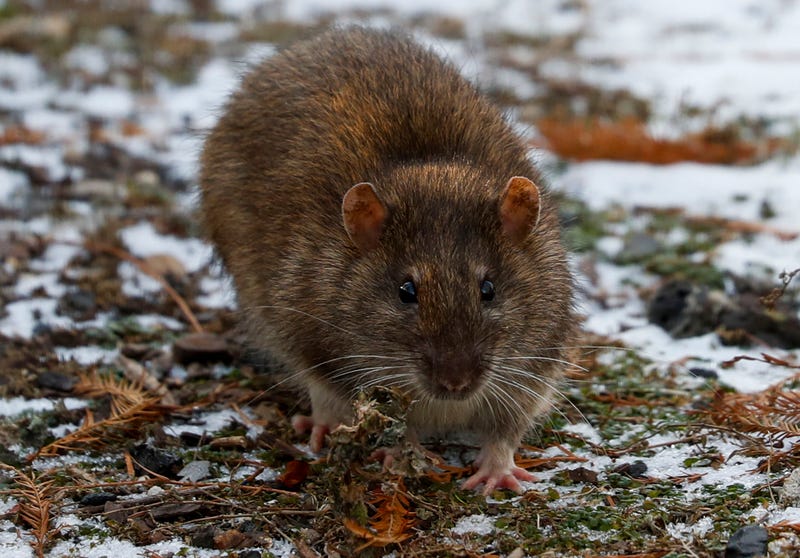 A rat wanders near the Navy Pier Flyover. Chicago has been named the most rat-infested city in the nation by Orkin.
