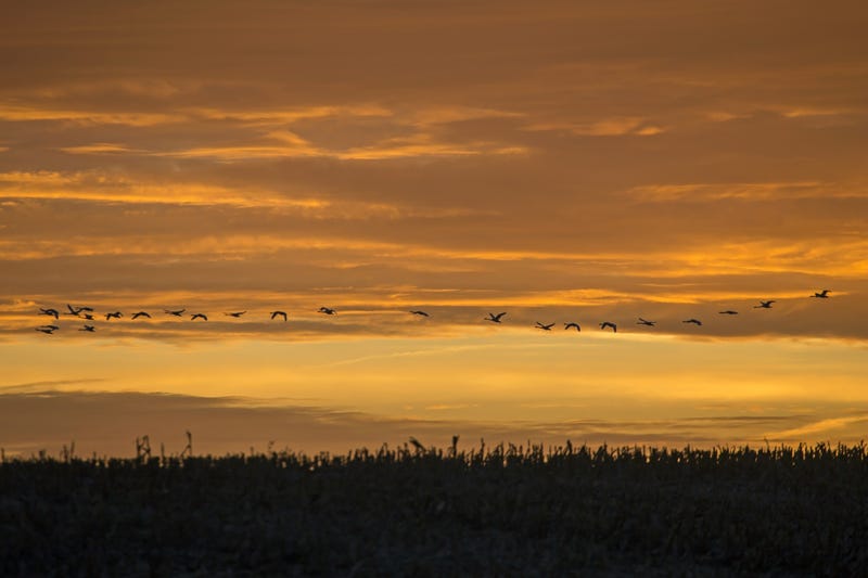 geese