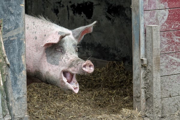 Pig coming out of a barn