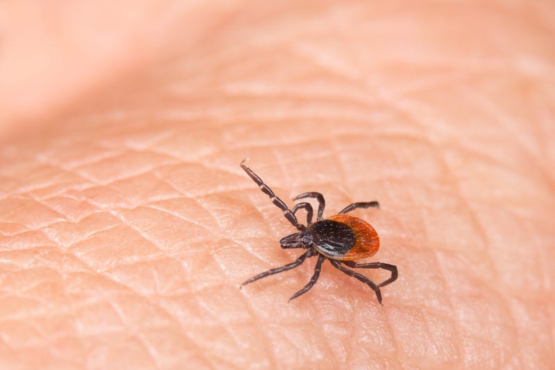 Black-legged deer tick
