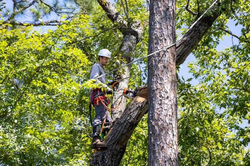 man in tree, trimming branches