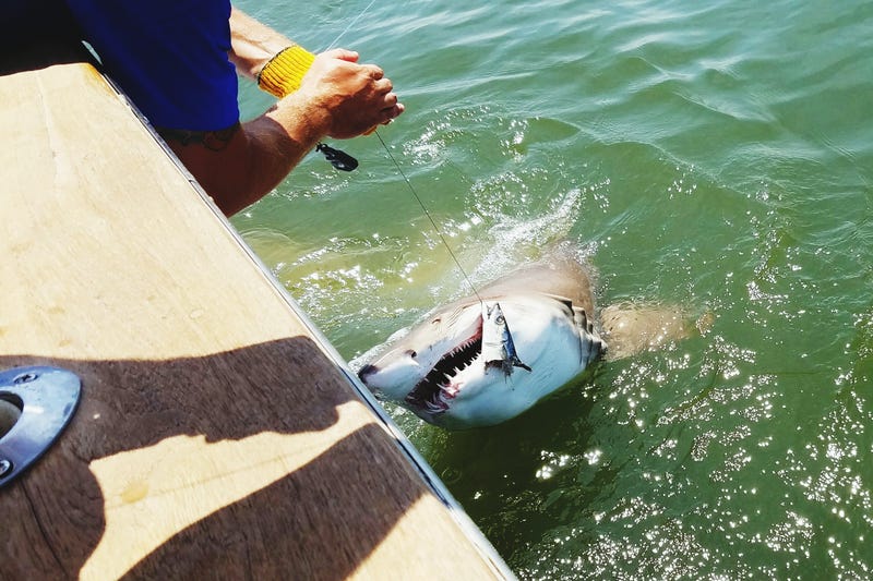  A Senate committee has advanced a bill aimed at solving a unique problem facing both recreational and commercial fishermen: sharks snatching hooked fish before they’re reeled in.