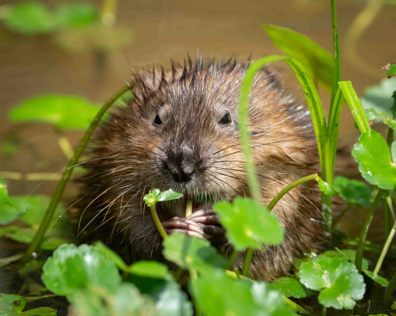 A new study from Loyola University Chicago finds that muskrats – the humble, semi-aquatic rodents long overshadowed by beavers – may play a crucial role in restoring the health of the Great Lakes wetlands.