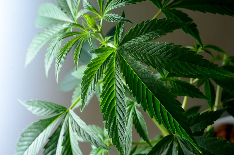 Marijuana