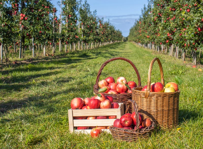 Apples!