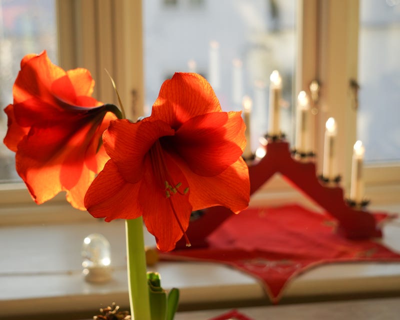 amaryllis