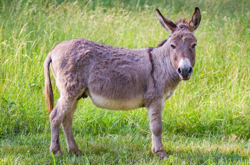Donkey