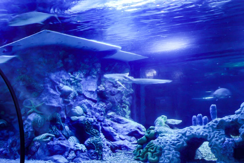 Aquarium in a zoo