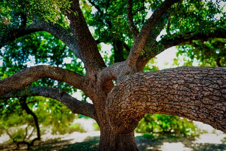 Closeup of a large, live oak tree