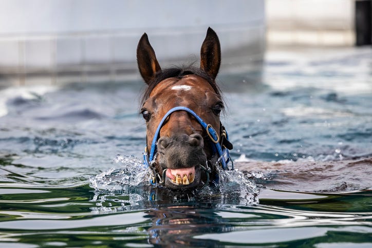 Horse in swimming pool