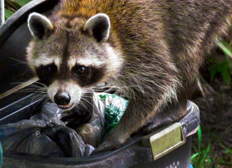 Racoon Close Up Digging Through A Garbage Can.