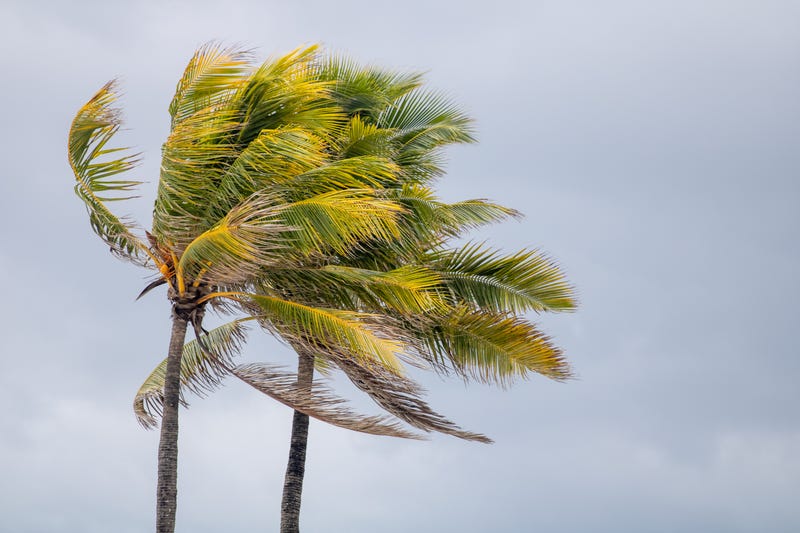 Windy palm trees
