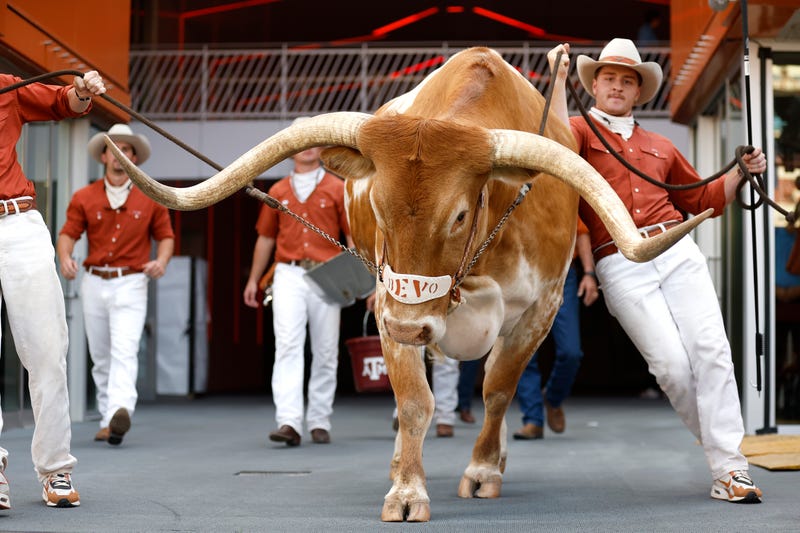 Texas Longhorns mascot Bevo is led onto the field prior to a game against the Georgia Bulldogs at Darrell K Royal-Texas Memorial Stadium on Oct. 19, 2024, in Austin, Texas.