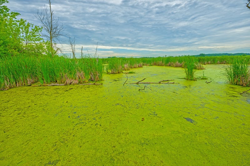 You may have noticed if you've been out walking the lakes of Minnesota or even out on the water already. Algae blooms are appearing earlier than usual across Minnesota's lakes and waterways.