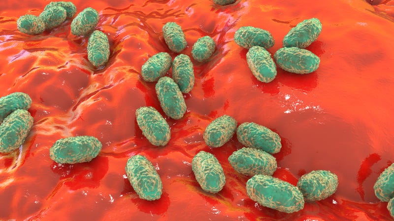 Whooping cough bacteria