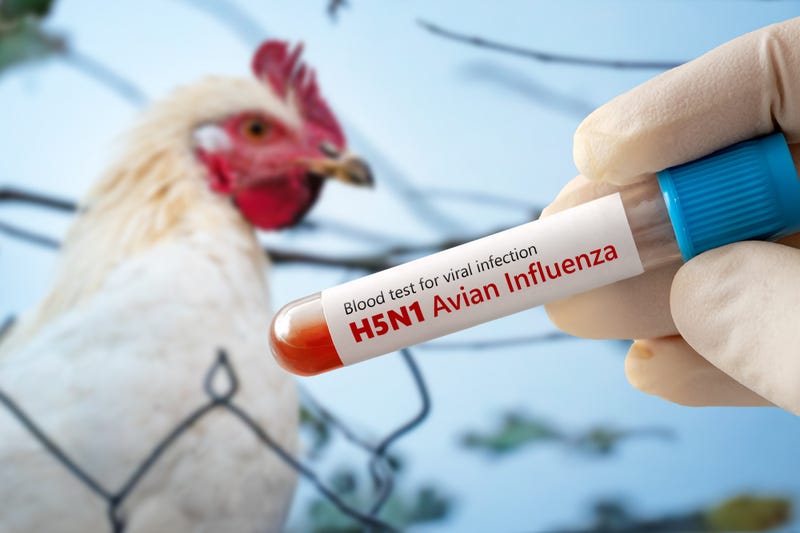 Chicken with test tube