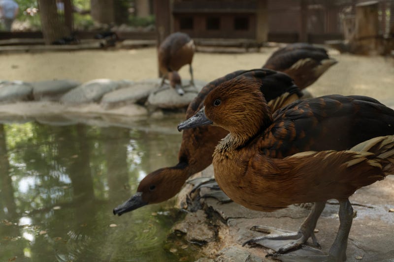 Up to 15 birds died of avian flu to NYC zoos, wildlife officials said.