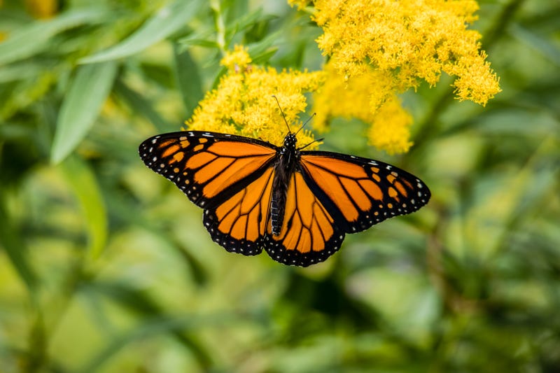 he Trump administration has delayed a decision on whether to extend federal protections to monarch butterflies indefinitely. 