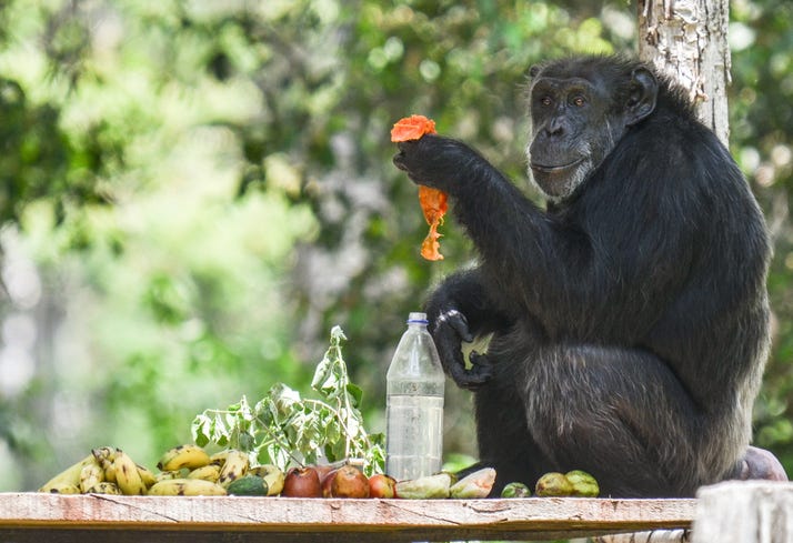 Chimp