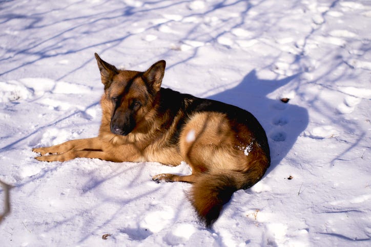 Stock image of a German Shephard in the snow.