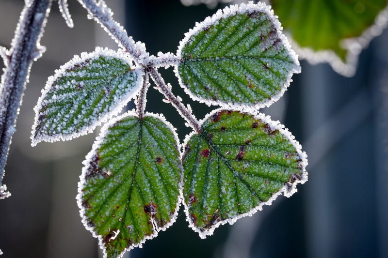 frost on leaves