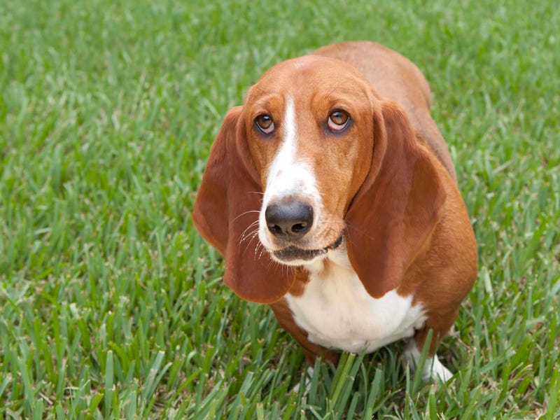 Generic photo of a Bassett Hound