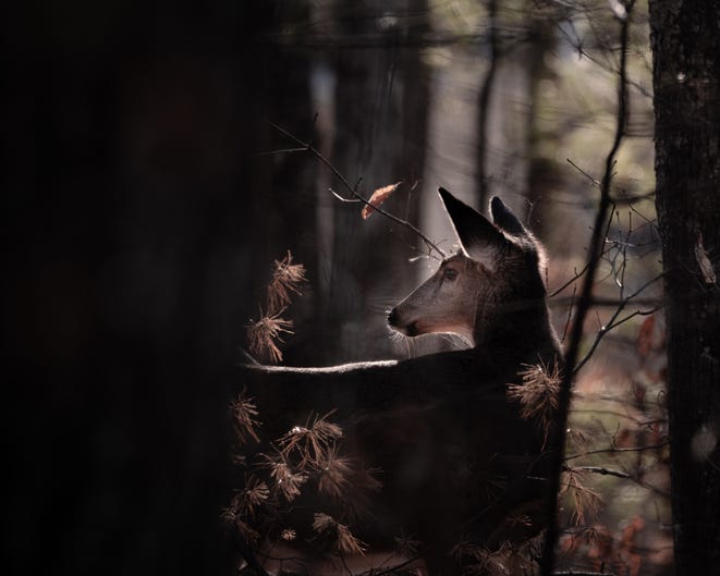 deer in the woods 
