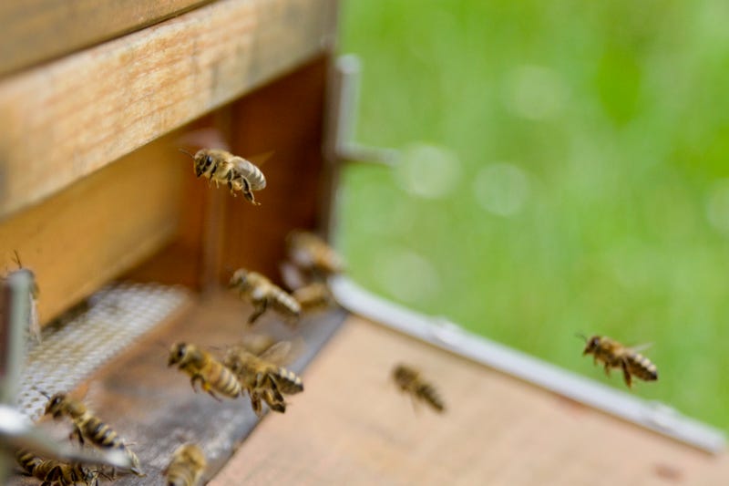 The declining bee population is impacting Minnesota in a significant way.