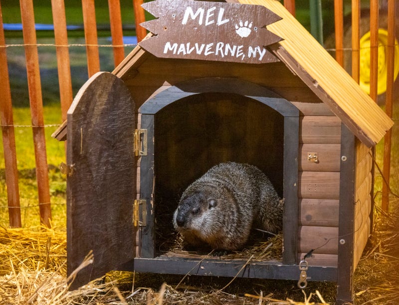 Malverne Mel, the most famous groundhog on Long Island, as seen on Feb. 2, 2024