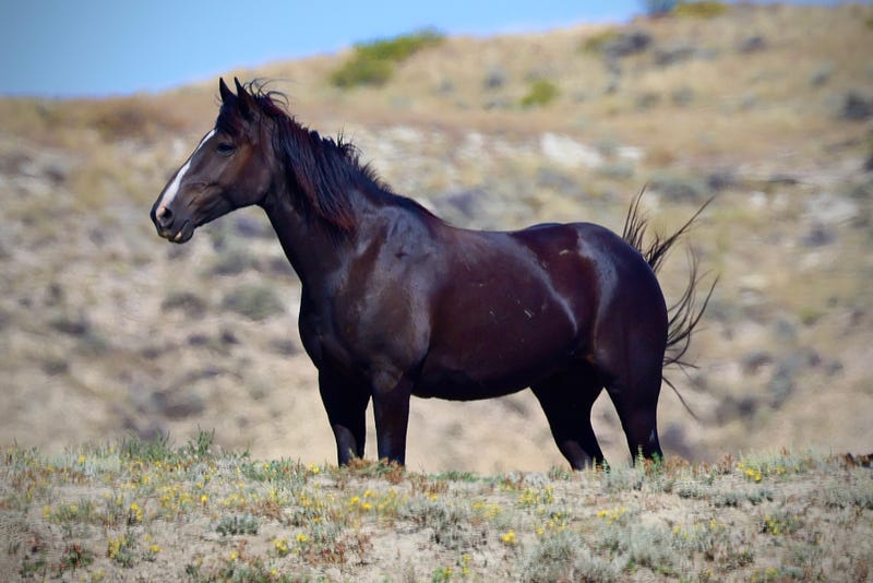 Wild horse, Roosevelt national Park