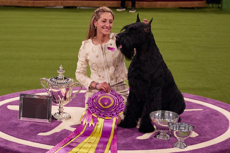 handler poses with her Giant Schnauzer dog