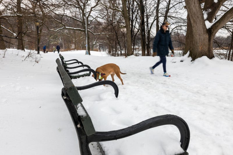 A person walks a dog in Prospect Park after an overnight snowstorm on Feb. 9, 2025 in Brooklyn.  