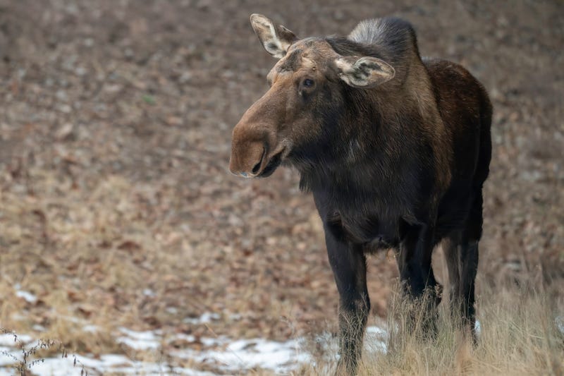 A female moose, one of only 4,000 left in Minnesota.